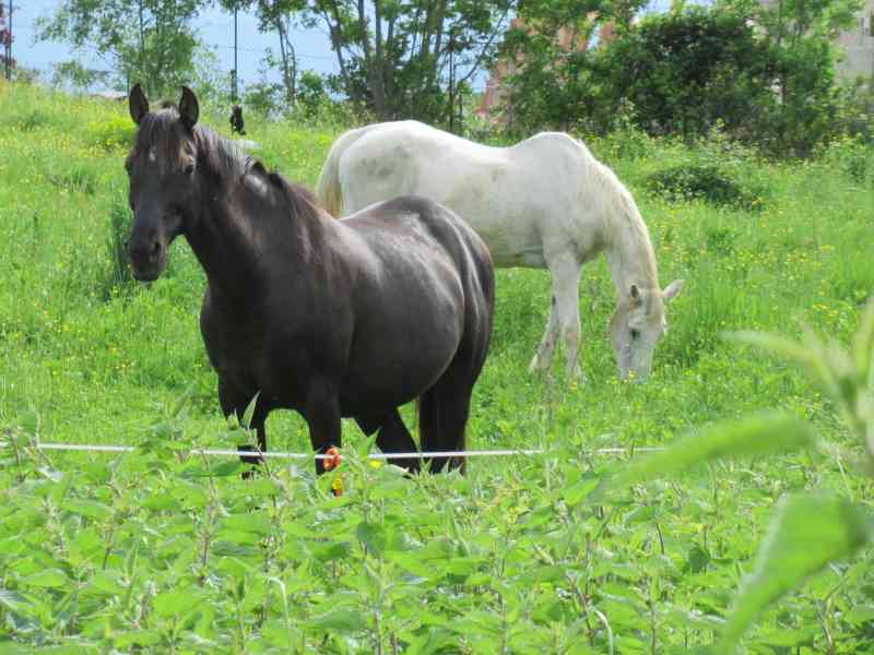 Chevaux au pré, équidés