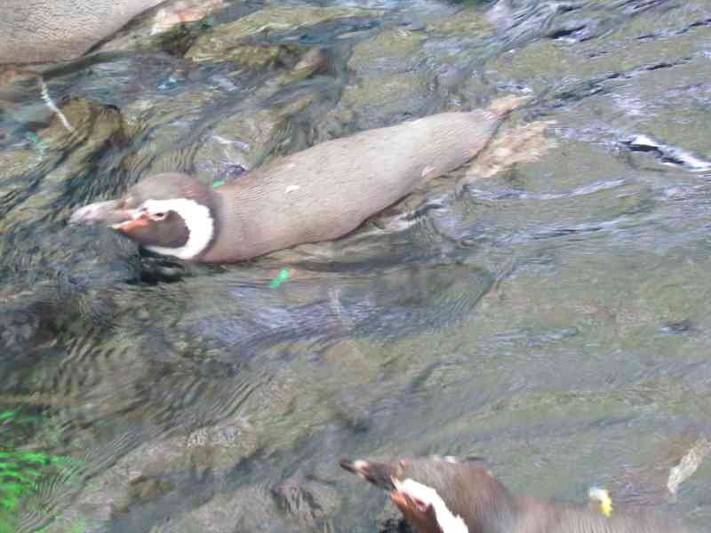 free photo Penguin back out of water, Oceanarium, Lisbonne, Portugal