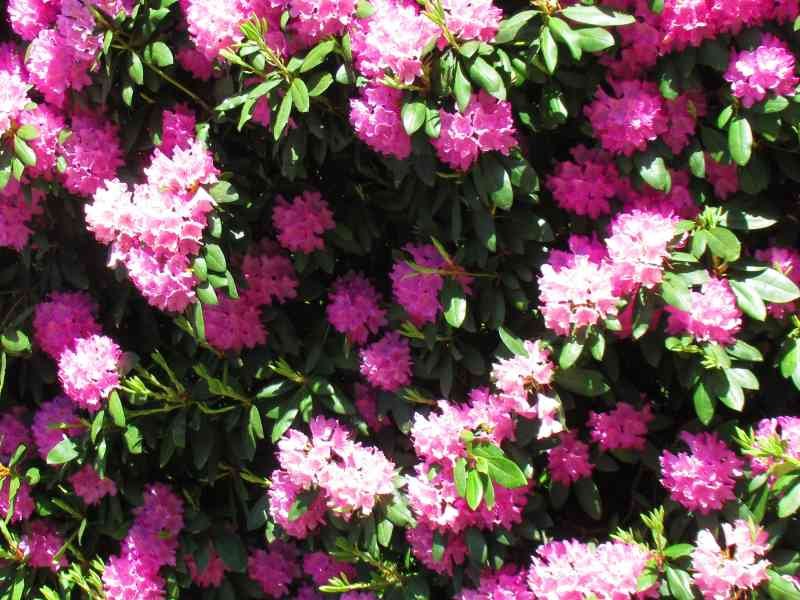 Buisson de fleurs roses