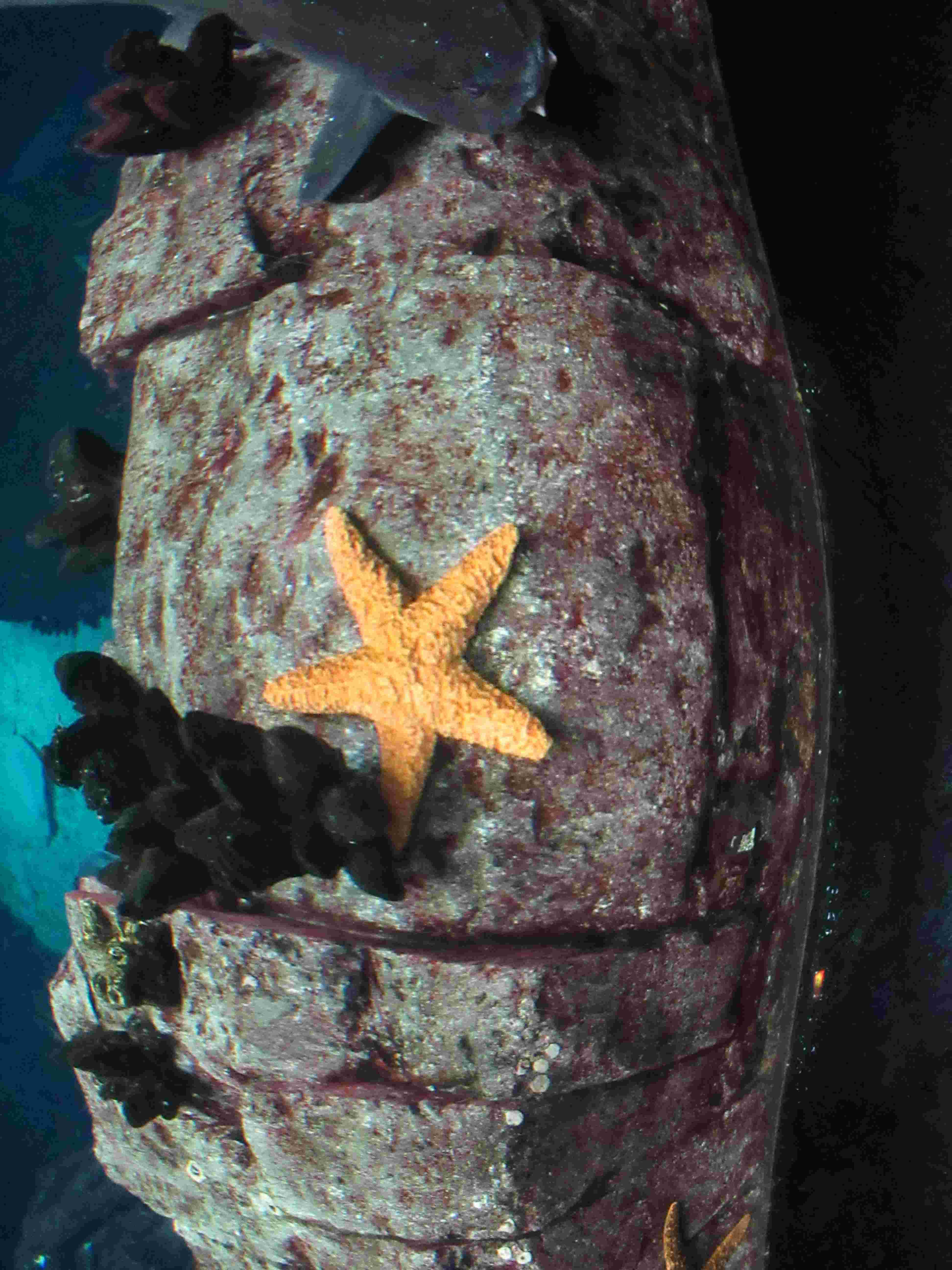 Étoile de mer, aquarium, nature