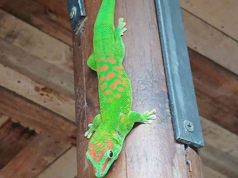 Un Gecko, photo gratuite