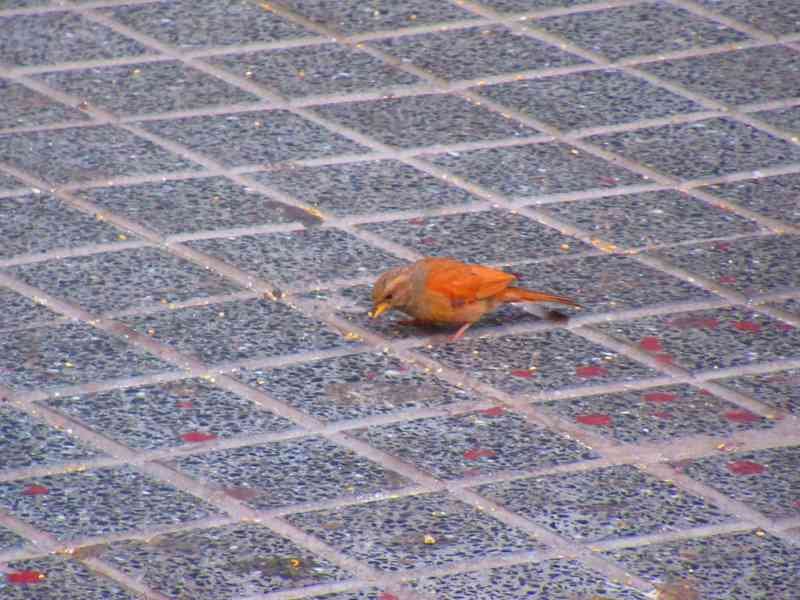 Petit oiseau brun Bruant du Sahara