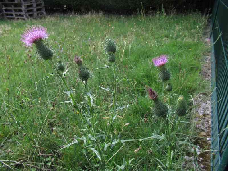 Les chardons, fleurs, photo gratuite