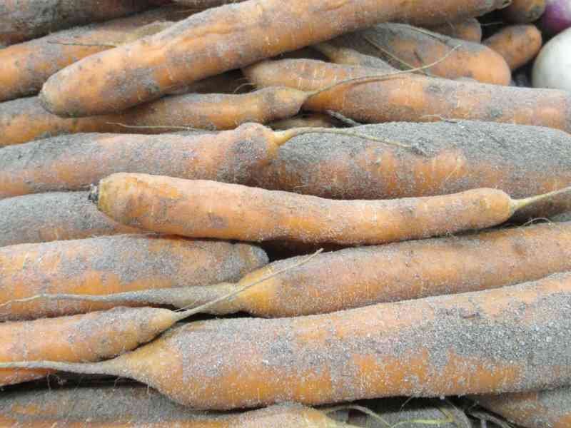 Carottes, photo gratuite