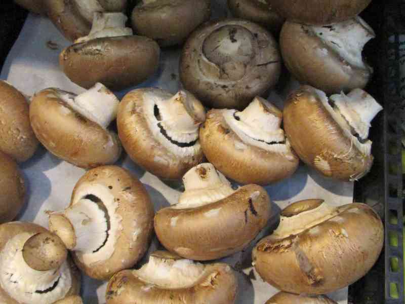 Tas de champignons