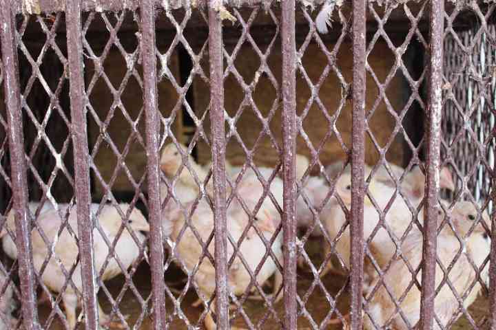 Chickens locked in a cage