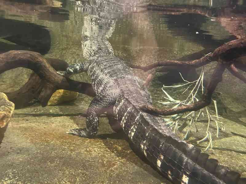 Alligator immergé dans l'eau, Zoo Amneville, Moselle, Lorraine, photo gratuite