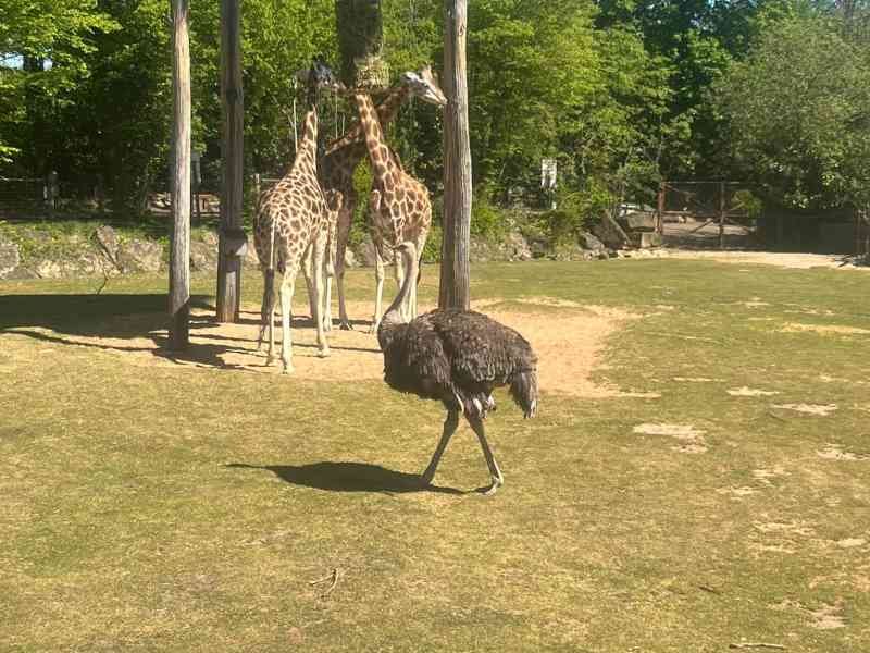 Autruche, des girafes, Zoo d'Amneville, Moselle, Lorraine, photo gratuite