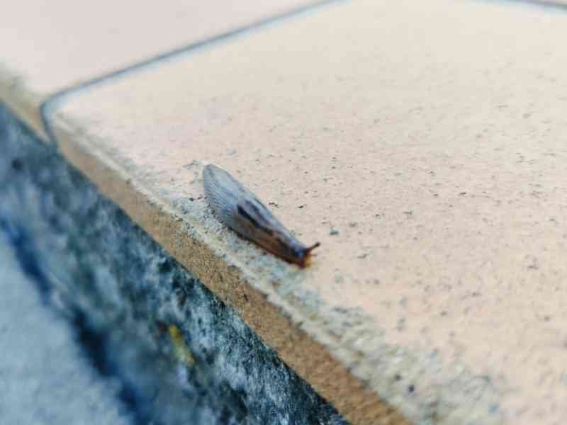 Une limace rampant sur le sol, photo gratuite