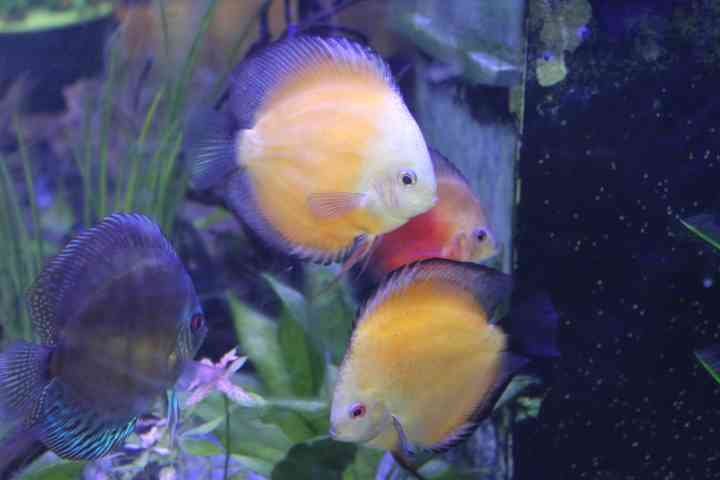 Poissons discus en aquarium photo gratuite
