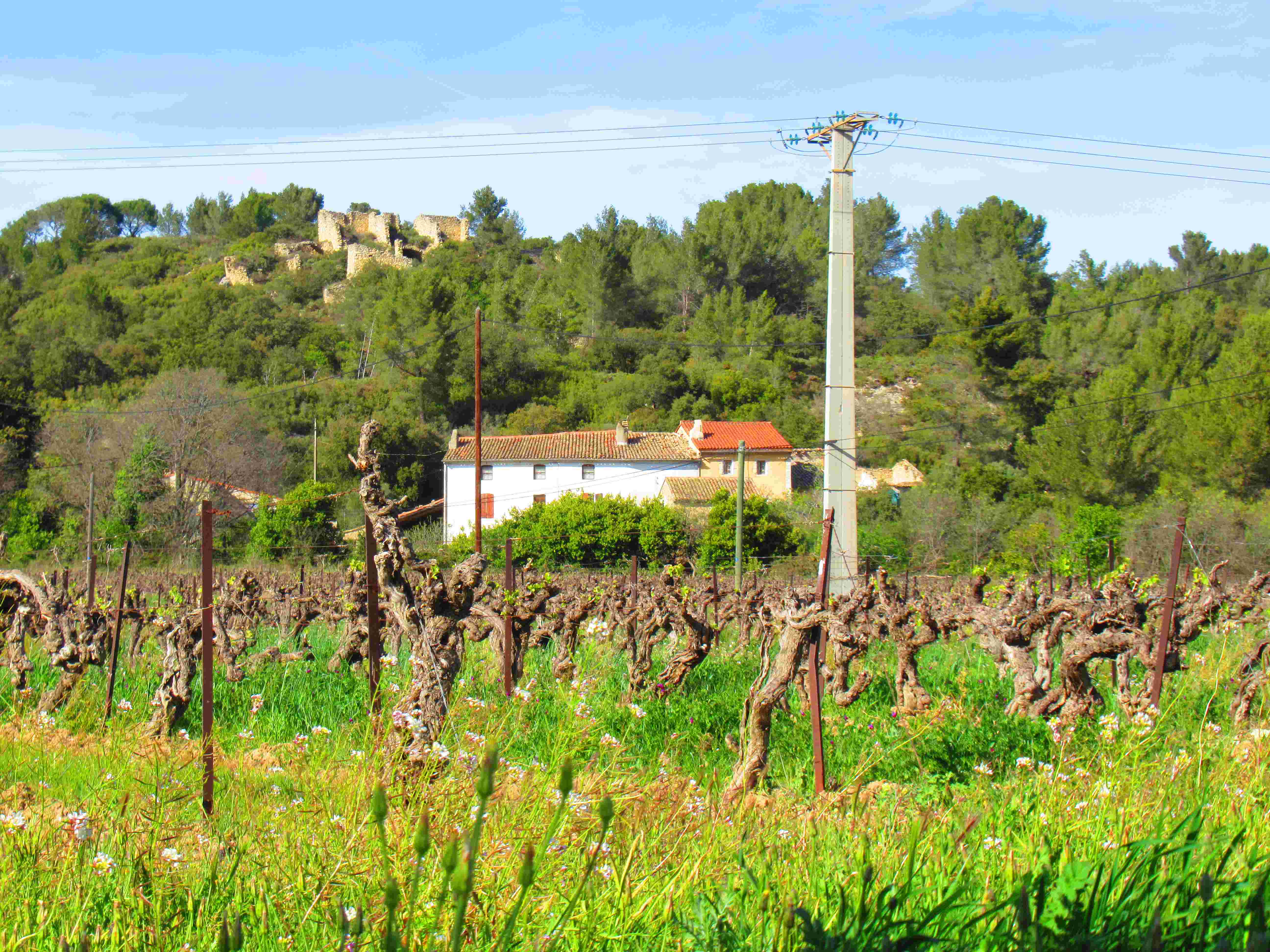 Cep de vigne en Provence