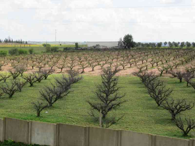 Rangées de plantations d'arbres dans un champ photo gratuite