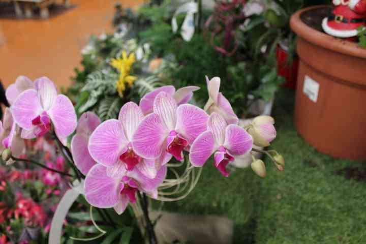 Un bouquet de fleurs orchidées en pleine floraison photo gratuite