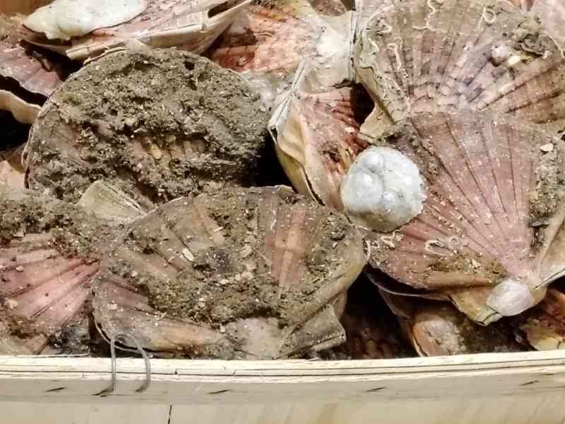 Coquilles Saint-Jacques