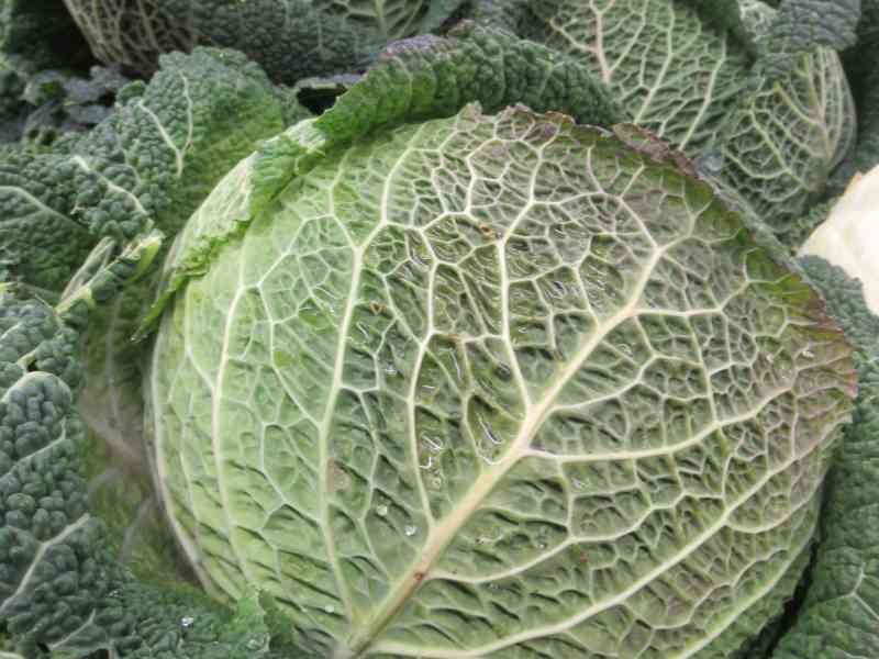 Chou de Milan, légume, photo gratuite