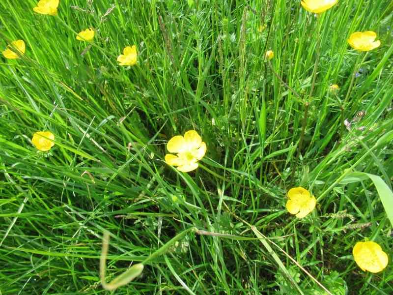 Buttercup