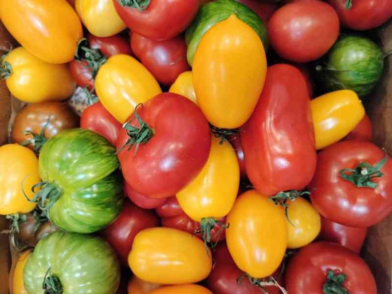 Différentes variétés de tomates