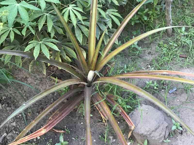 Ananas plante herbacée photo gratuite