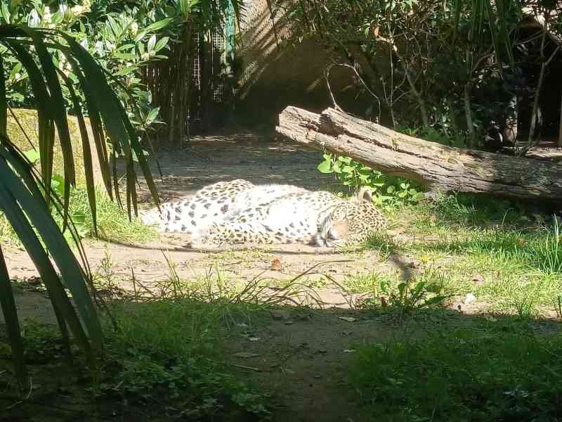 Léopard se reposant dans un enclos, Zoo d'Amnéville, Moselle, Lorraine, Photo gratuite