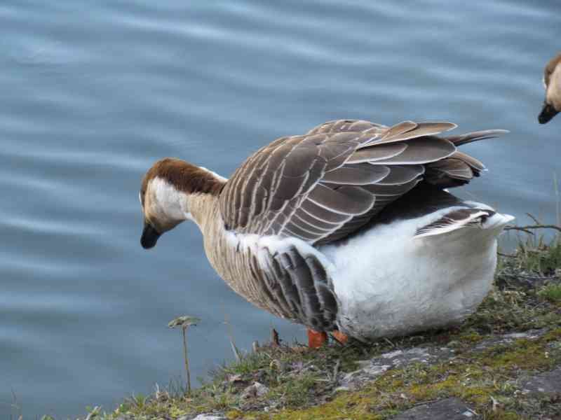 Oie d'égypte, ouette