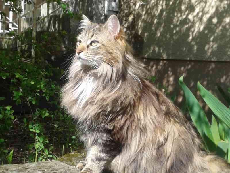 Chat à poil long, photo gratuite