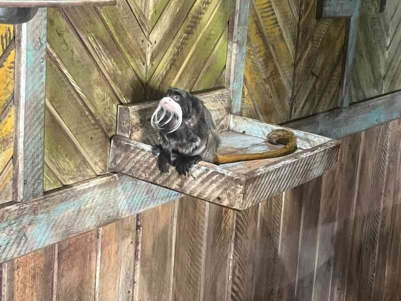 Tamarin empereur, dans le Zoo d'Amneville, Lorraine, Moselle, photo gratuite