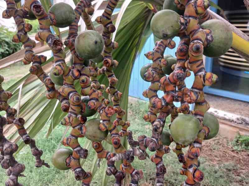 Fruits immatures d'un palmier, photo gratuite