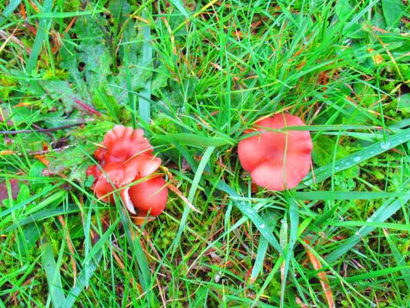 Petit champignon brun dans l'herbe