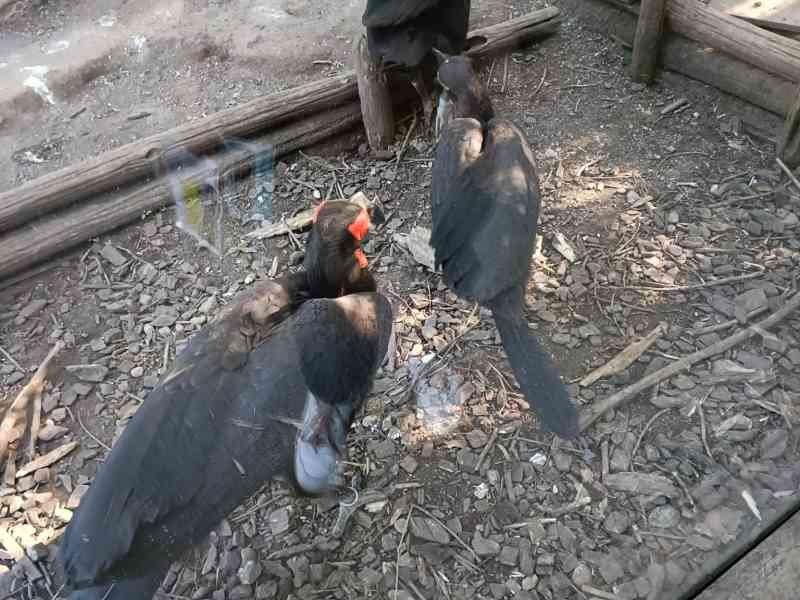Bateleur des savanes, Zoo d'Amneville, Moselle, Lorraine, photo gratuite