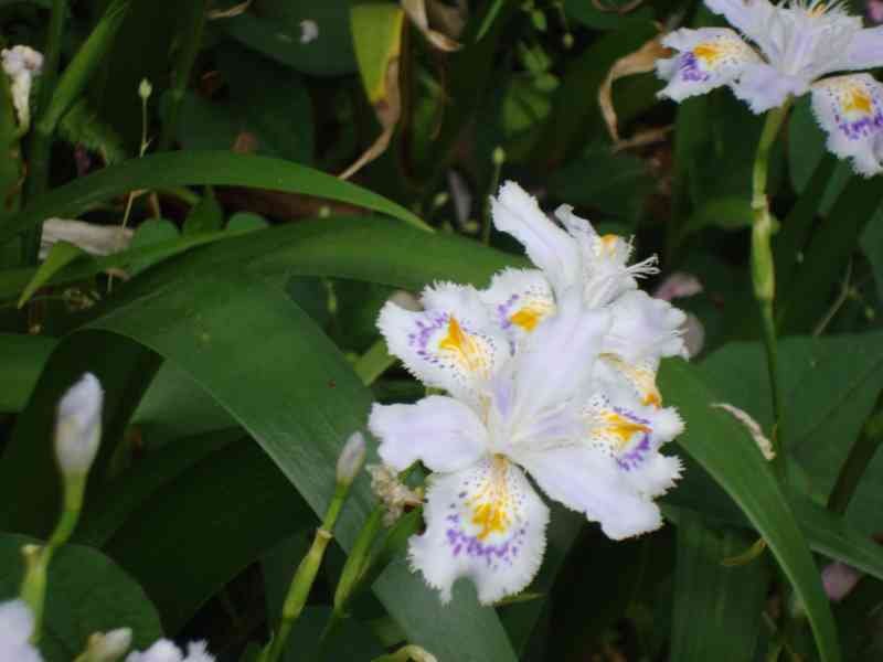 L’iris du Japon, une plante vivace de la famille des iridacées, Asie, photo gratuite