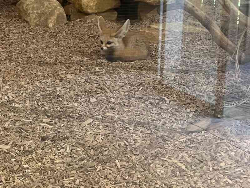 Fennec, renard des sables, Zoo d'Amneville, Moselle, Lorraine, photo gratuite