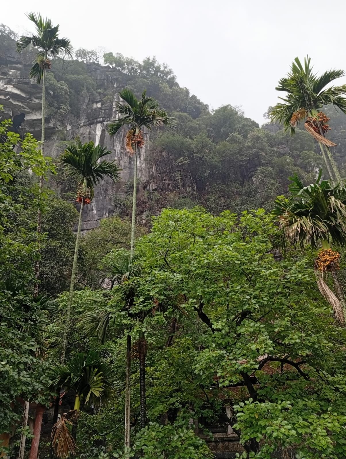 Paysages karstiques de Ninh Binh, falaise, arbre, Vietnam, photo gratuite