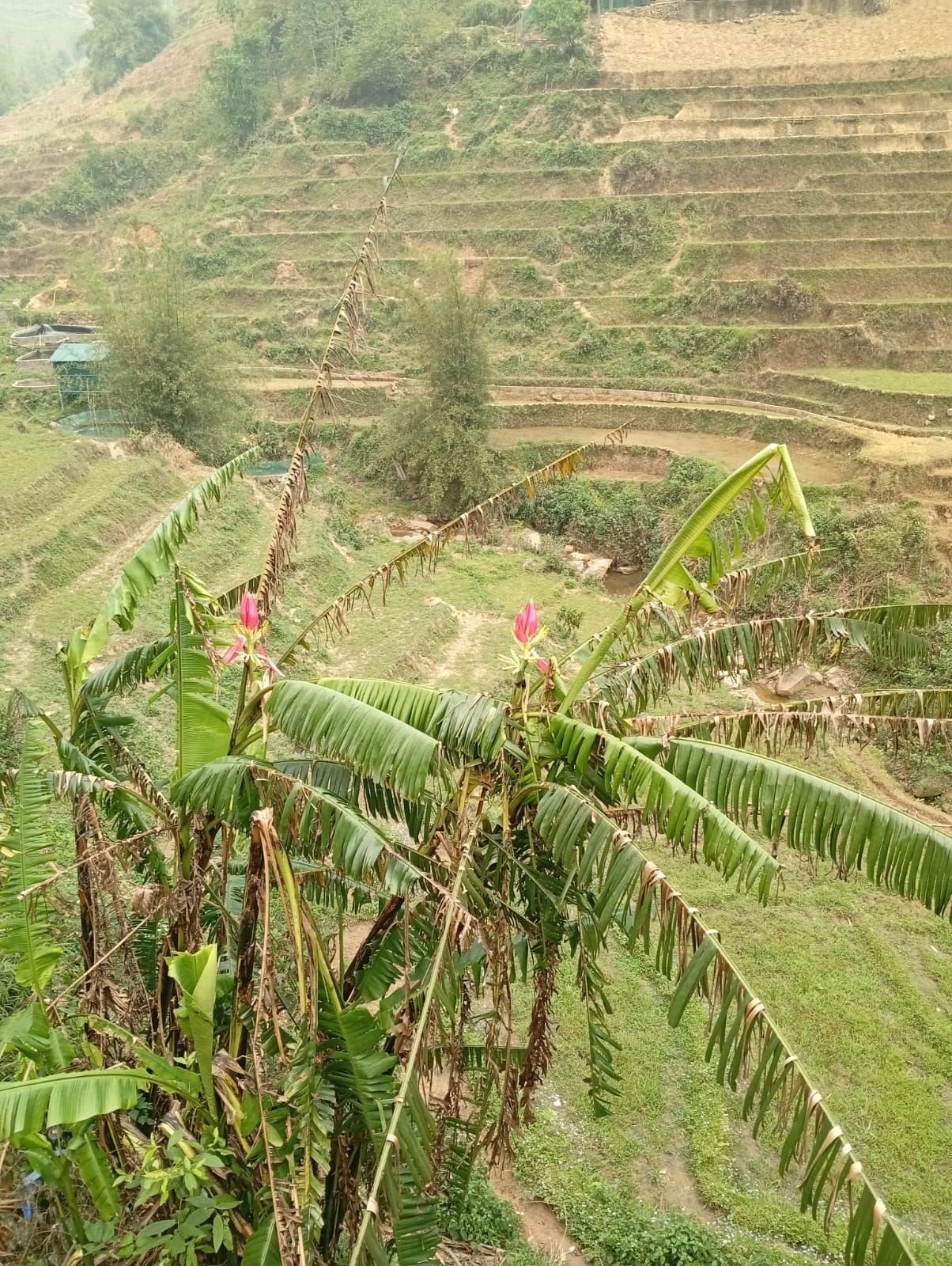 Rizières en terrasse, une région montagneuse du nord du Vietnam, photo gratuite