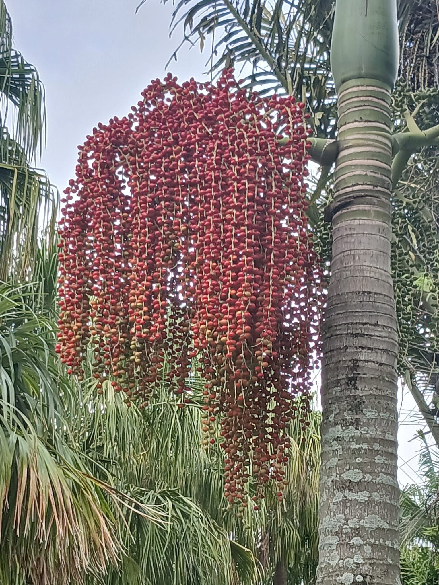 Palmier de Cunningham, photo gratuite