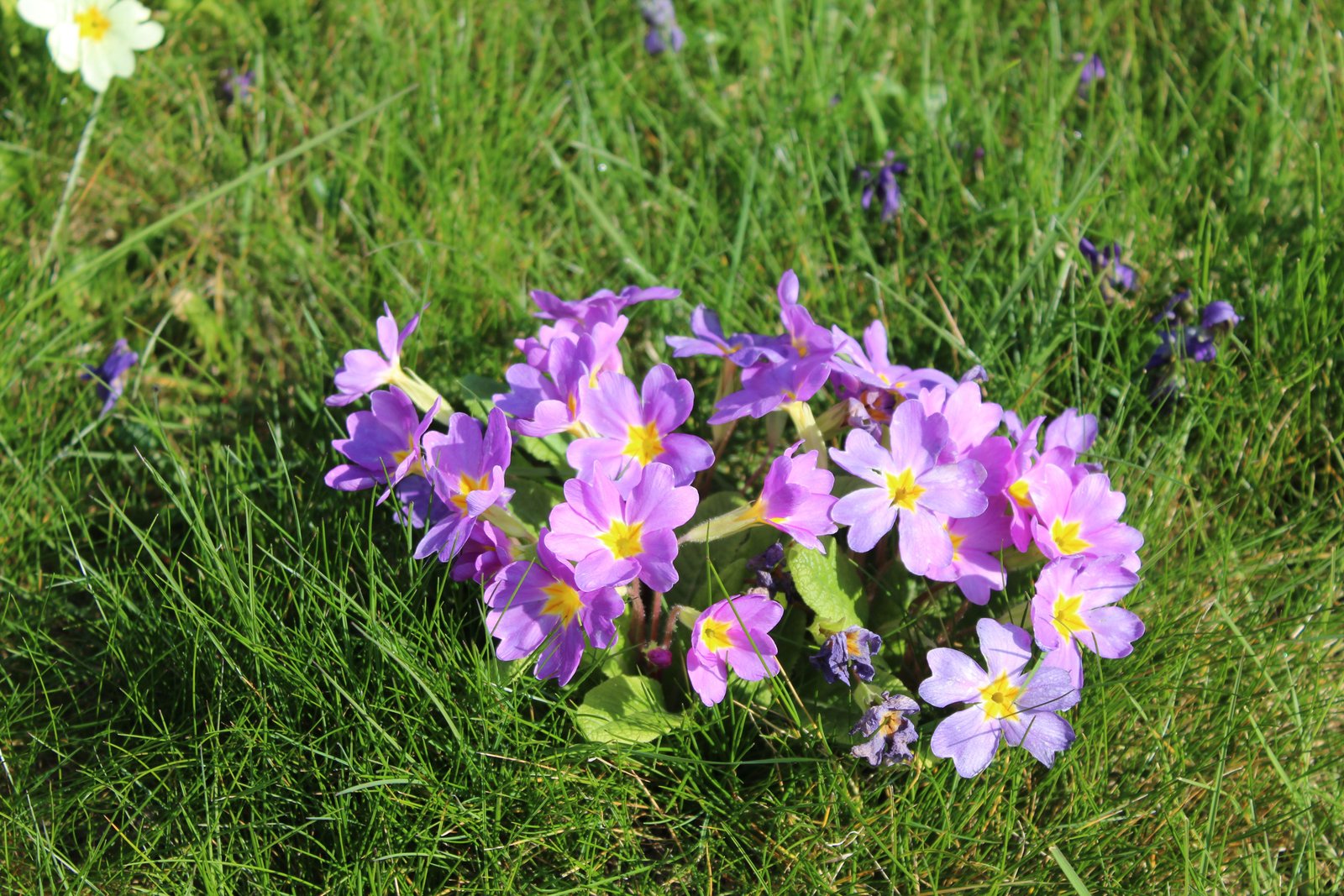 Primevères, fleurs, photo gratuite