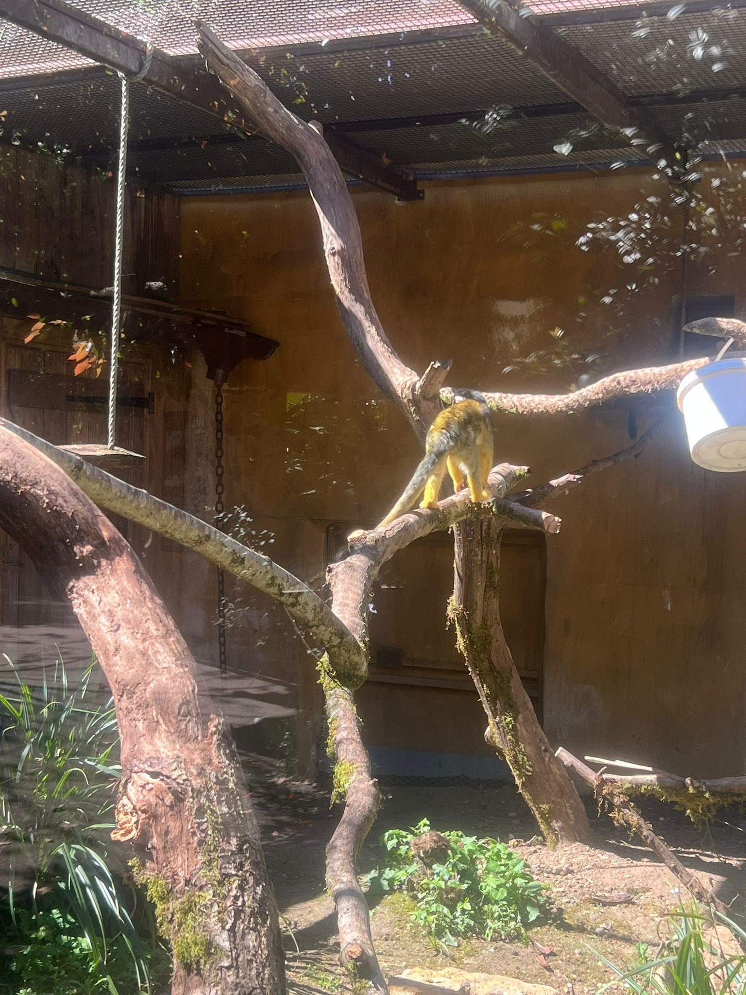 Singe sur une branche, Zoo d'Amneville, Moselle, Lorraine, photo gratuite