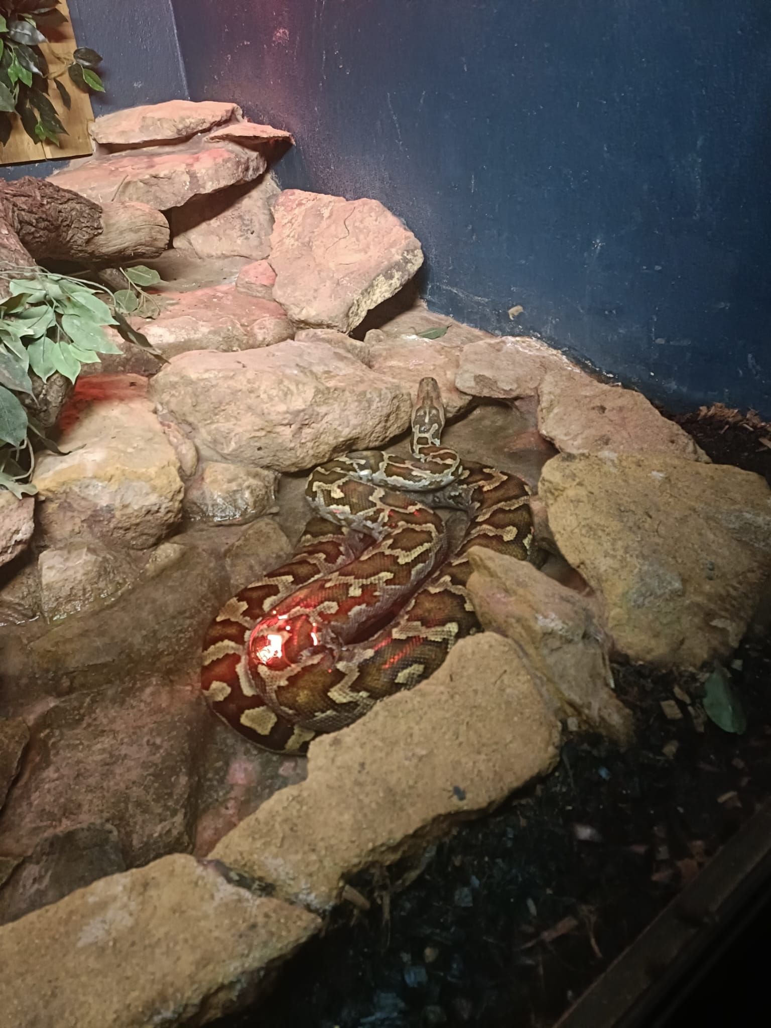 Python, reposant dans un terrarium rocheux, Zoo d'Amneville, Moselle, Lorraine, photo gratuite