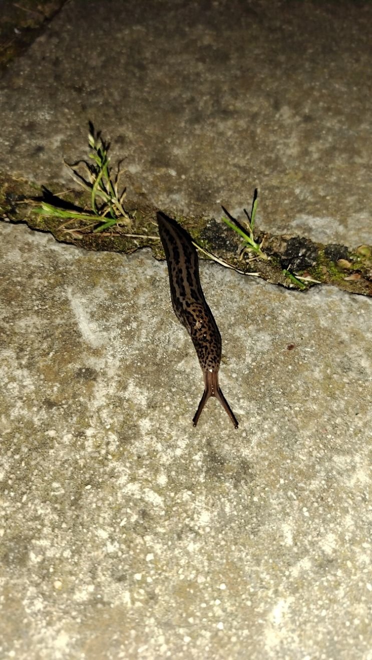 Limace léopard, photo gratuite