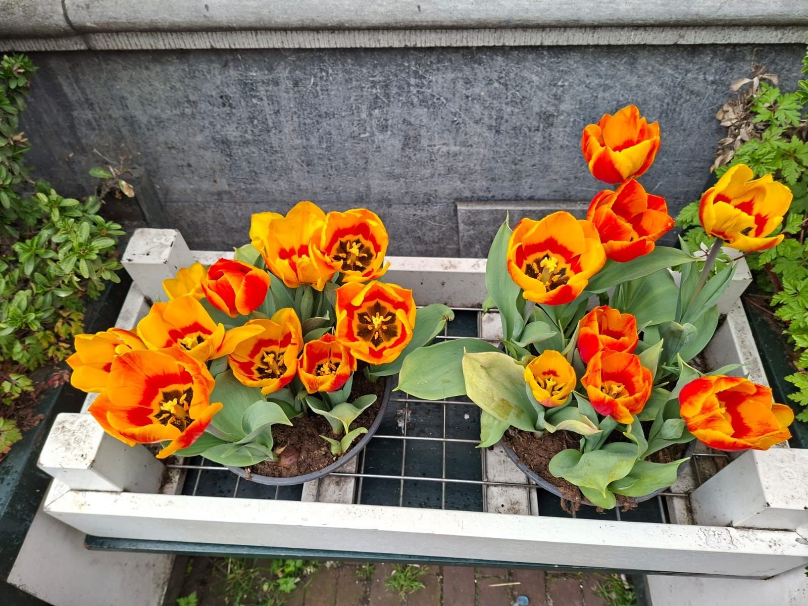 Tulipes, photo gratuite