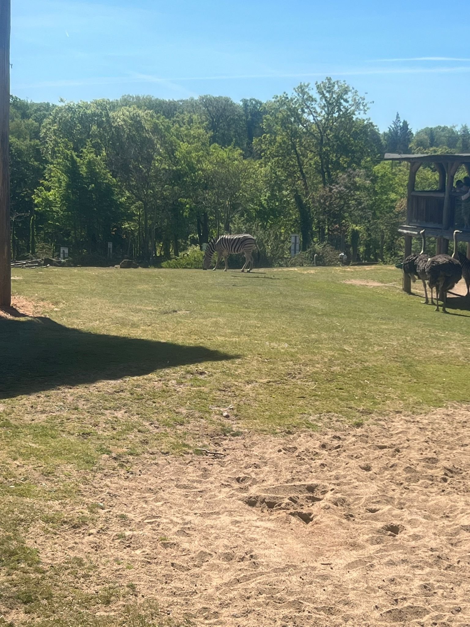 Zèbre, des autruches dans le Zoo d'Amneville, Moselle, Lorraine, photo gratuite