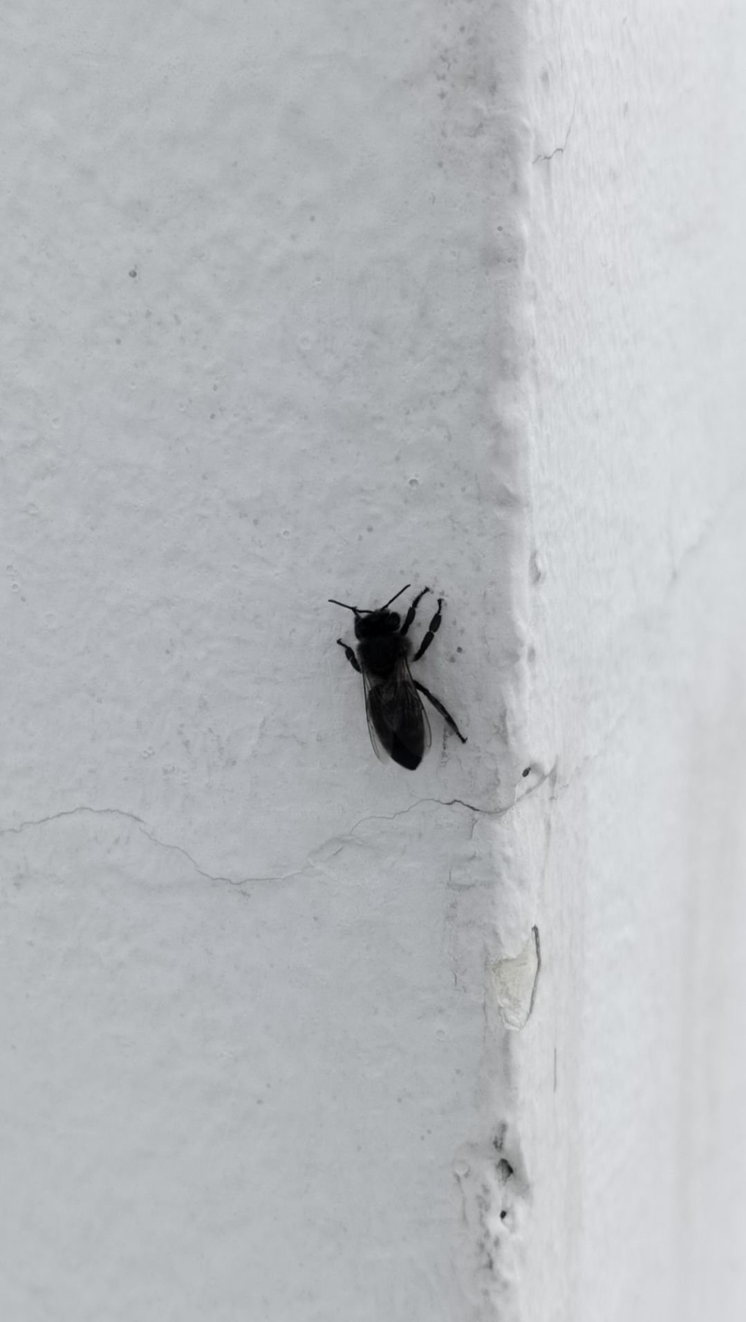 Abeille noire, photo gratuite