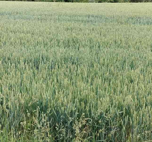 Paysage verdoyant, des herbes, photo gratuite