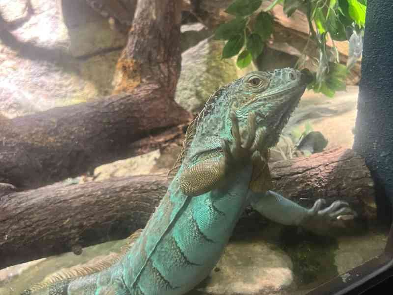 Iguane dans un enclos, Zoo Amneville, Lorraine, Moselle, photo gratuite