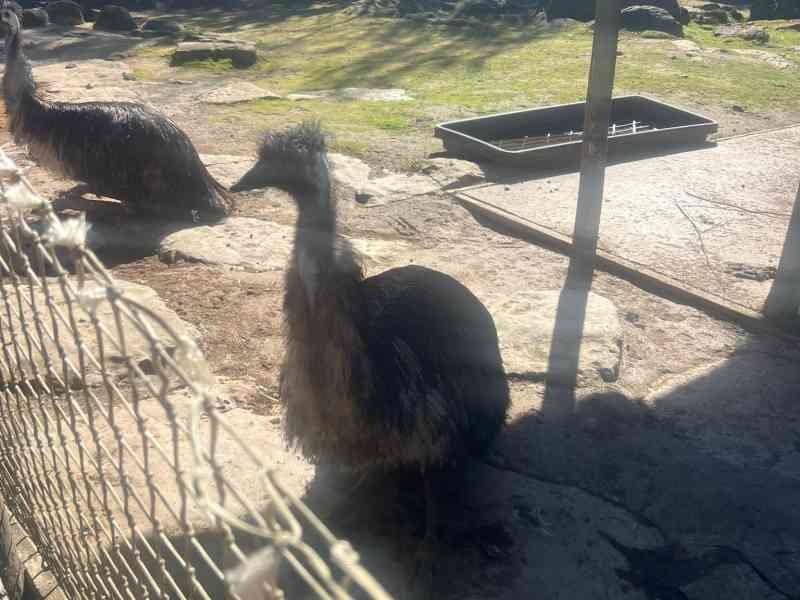 Emeu, oiseau, Zoo d'Amneville, Moselle, Lorraine, photo gratuite